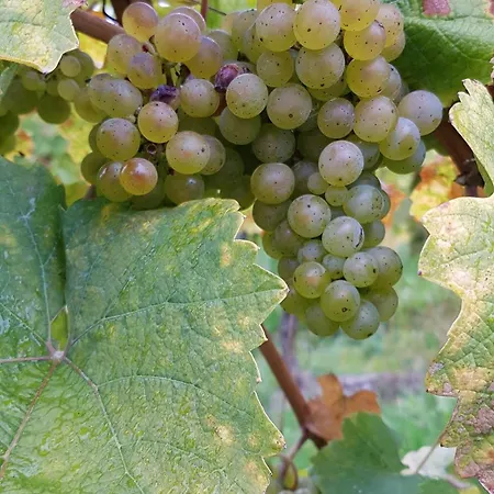 Ferien Mit Wein Apartment Wintrich Exterior photo